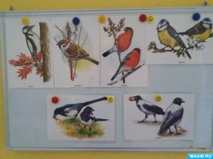 Раскраска зимующие птицы в средней группе #16 #318008