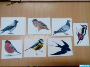Раскраска зимующие птицы в средней группе #20 #318012