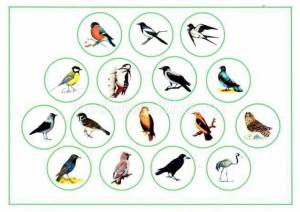 Раскраска зимующие птицы в средней группе #25 #318017