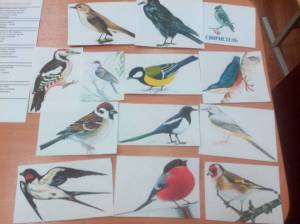 Раскраска зимующие птицы в средней группе #29 #318021