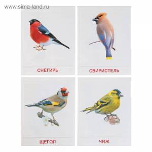 Раскраска зимующие птицы для детей с названиями #17 #318048