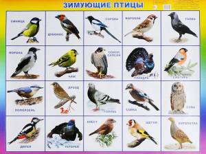 Раскраска зимующие птицы для детей с названиями #34 #318065
