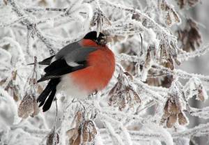 Раскраска зимующие птицы снегирь #7 #318111