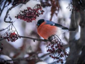Раскраска зимующие птицы снегирь #15 #318119