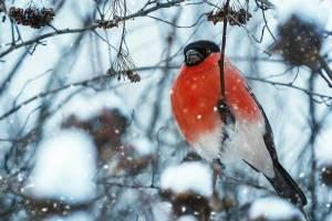 Раскраска зимующие птицы снегирь #17 #318121
