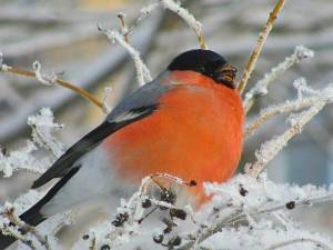 Раскраска зимующие птицы снегирь #19 #318123