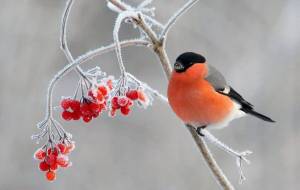 Раскраска зимующие птицы снегирь #20 #318124