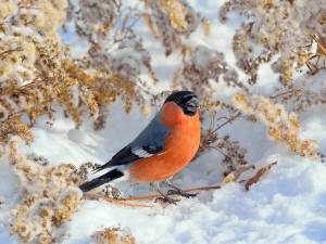 Раскраска зимующие птицы снегирь #21 #318125