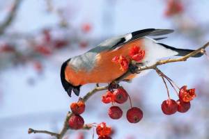 Раскраска зимующие птицы снегирь #27 #318131