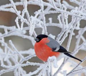 Раскраска зимующие птицы снегирь #31 #318135