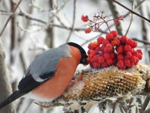 Раскраска зимующие птицы снегирь #34 #318138