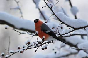 Раскраска зимующие птицы снегирь #37 #318141