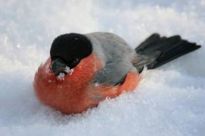 Раскраска зимующие птицы снегирь #39 #318143