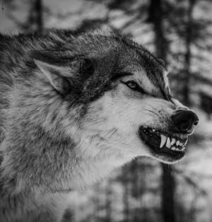 Раскраска злой волк #5 #318304