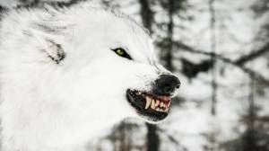 Раскраска злой волк #16 #318315