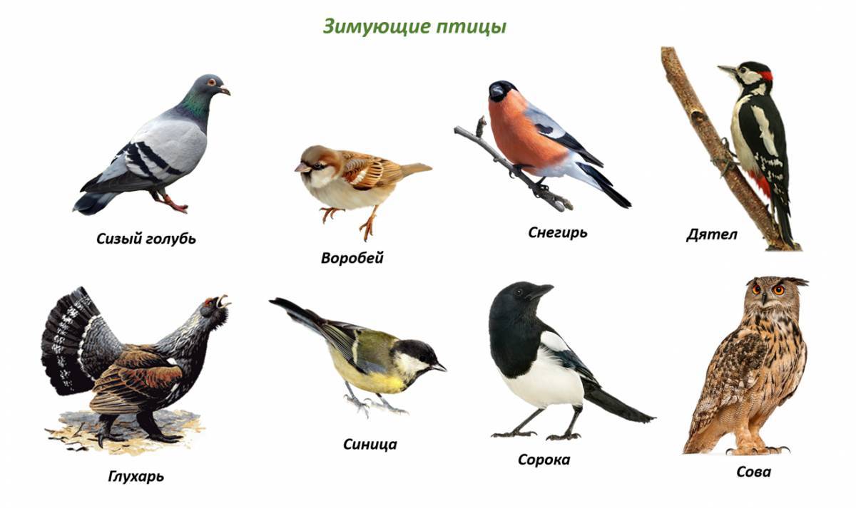 Зимующие птицы для детей с названиями #9