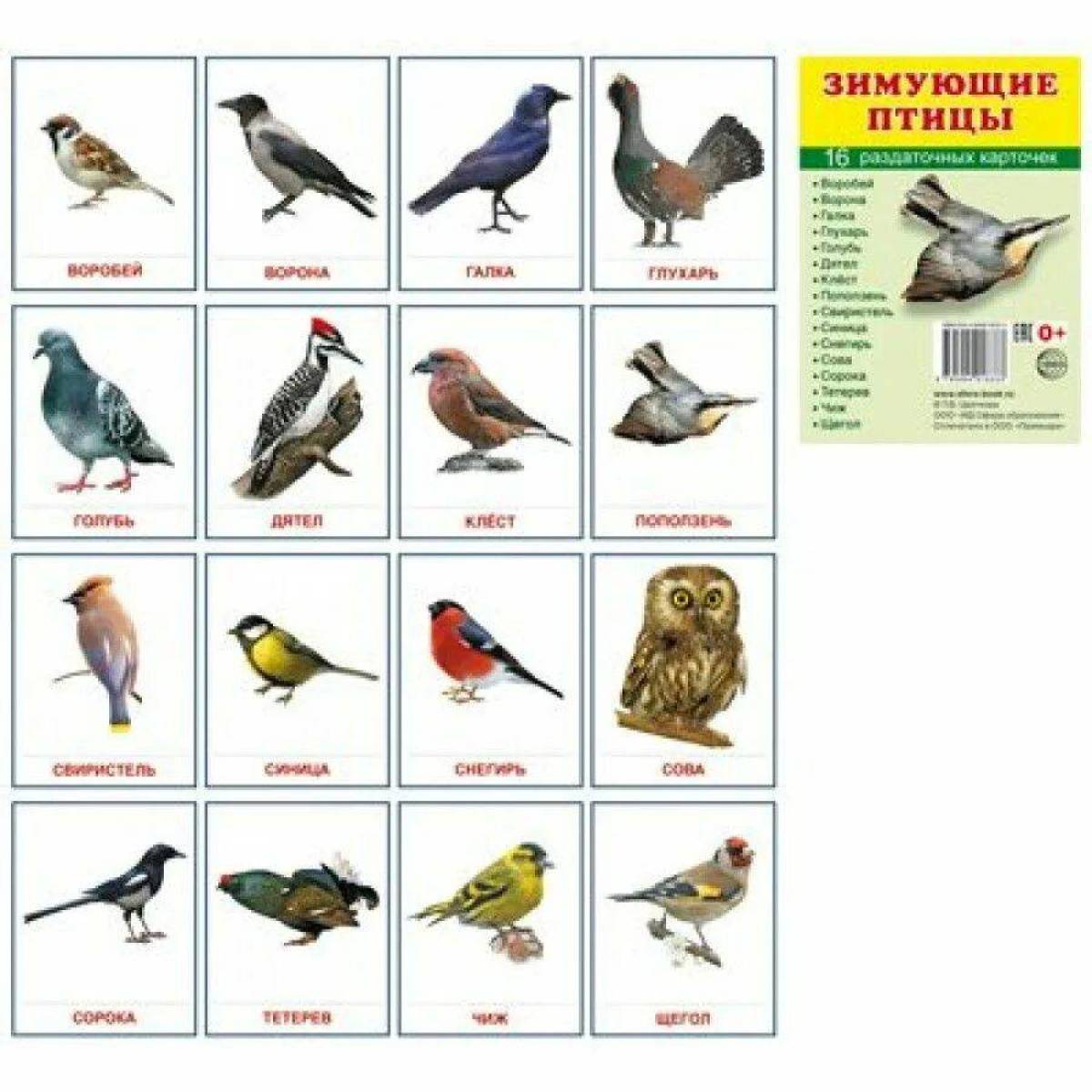 Зимующие птицы для детей с названиями #14