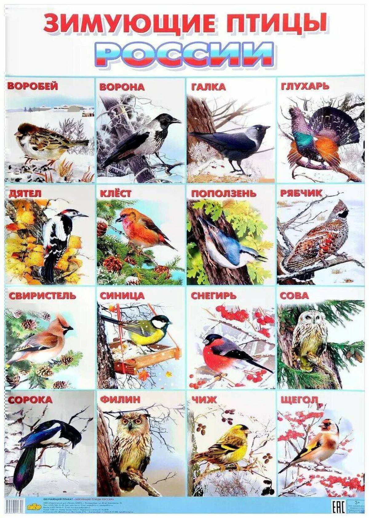 Зимующие птицы для детей с названиями #15