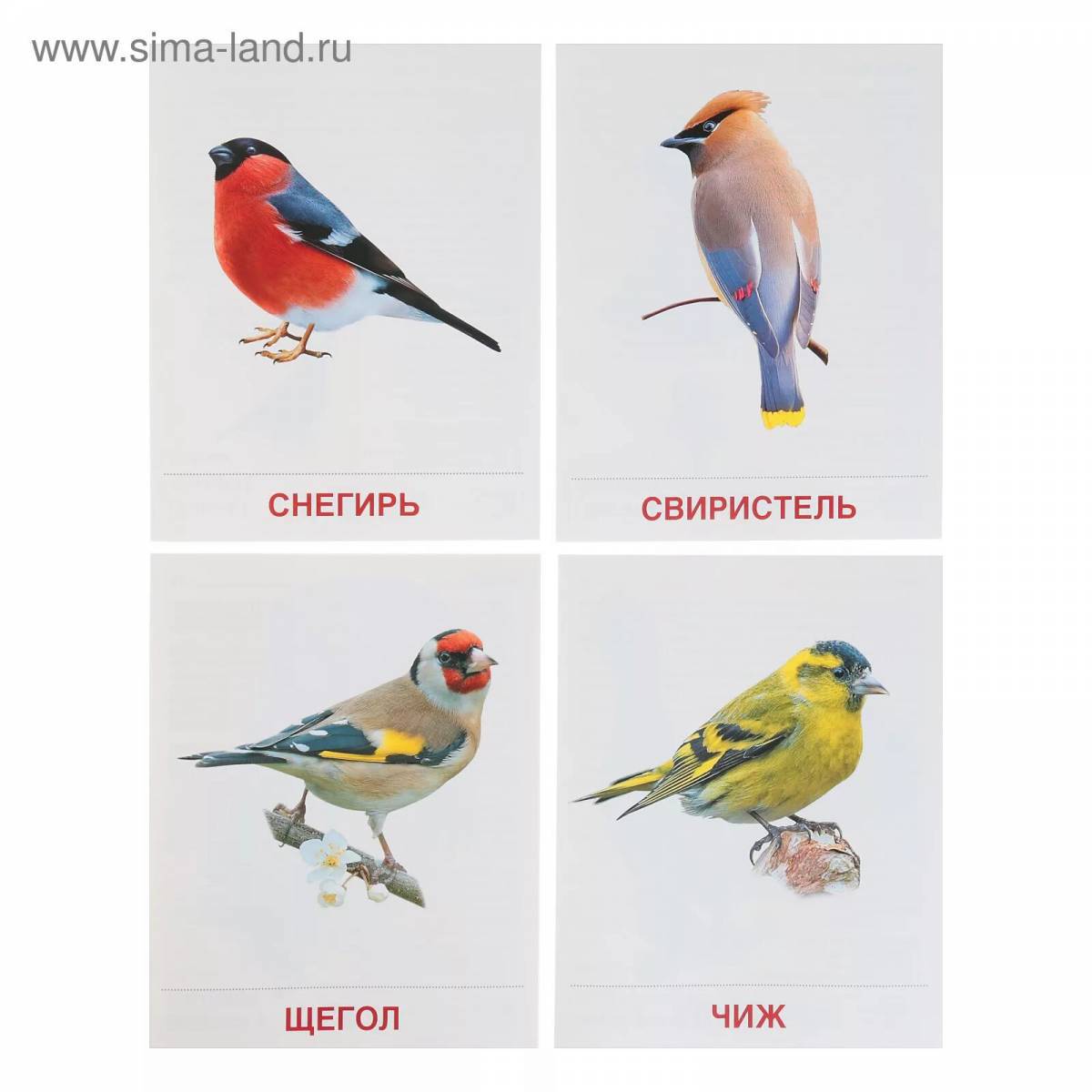 Зимующие птицы для детей с названиями #17