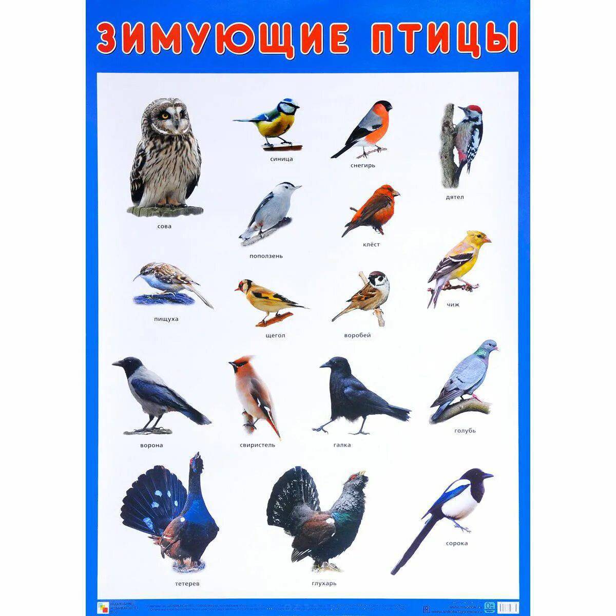 Зимующие птицы для детей с названиями #19