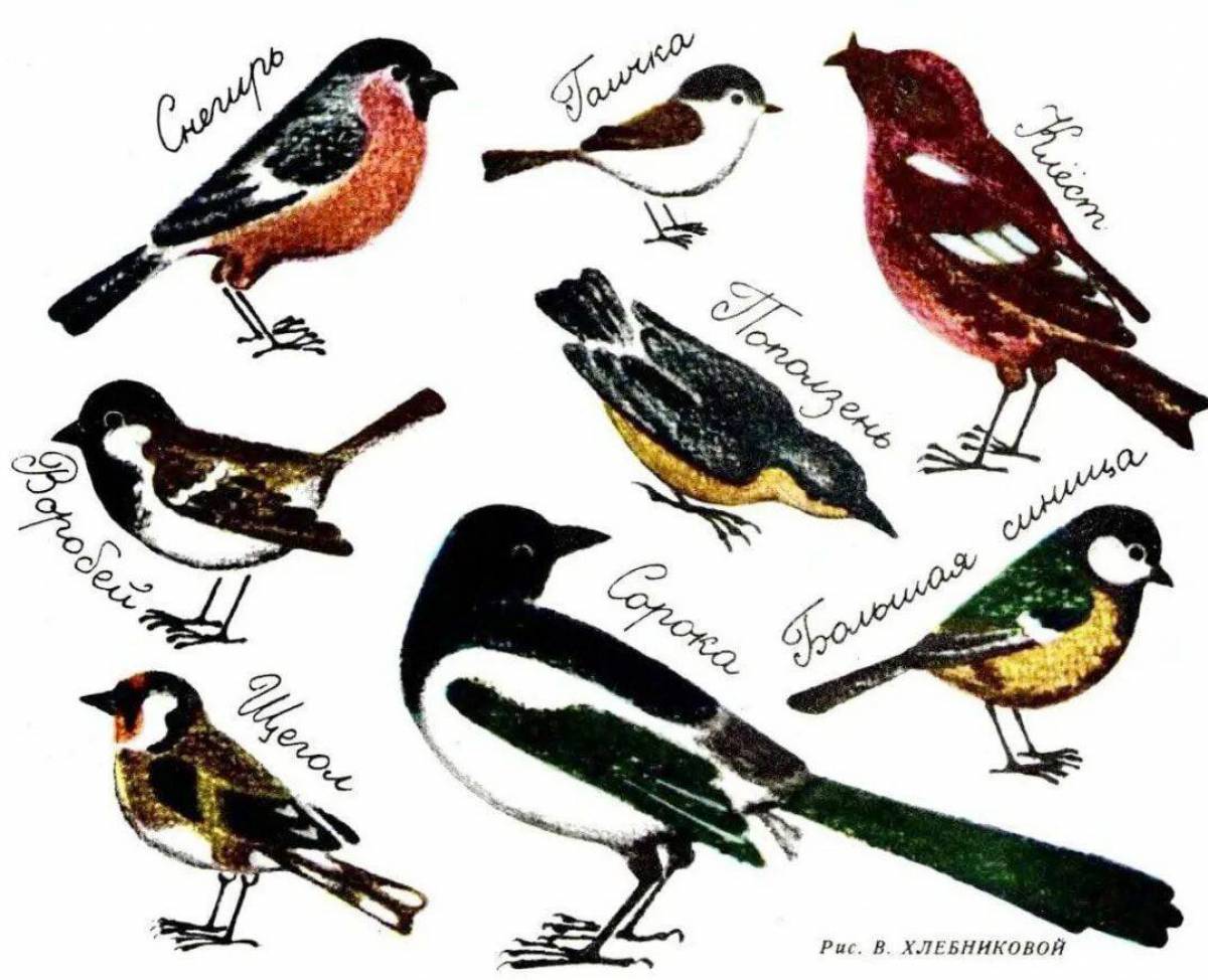 Зимующие птицы для детей с названиями #20