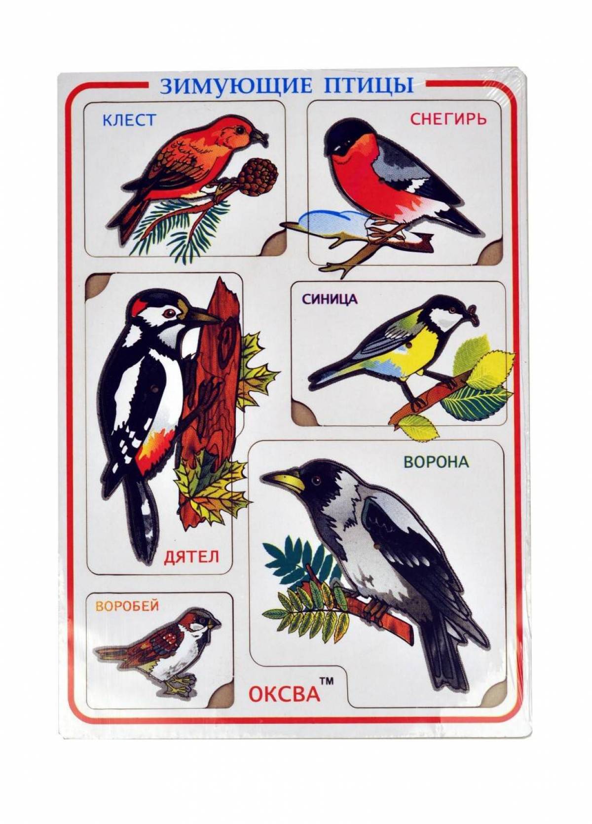 Зимующие птицы для детей с названиями #30