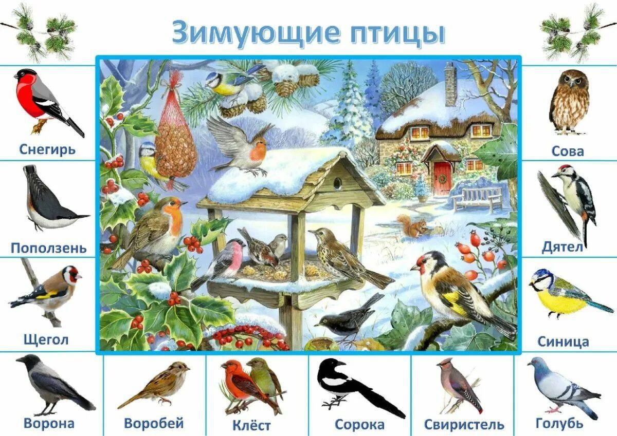Зимующие птицы для детей с названиями #31