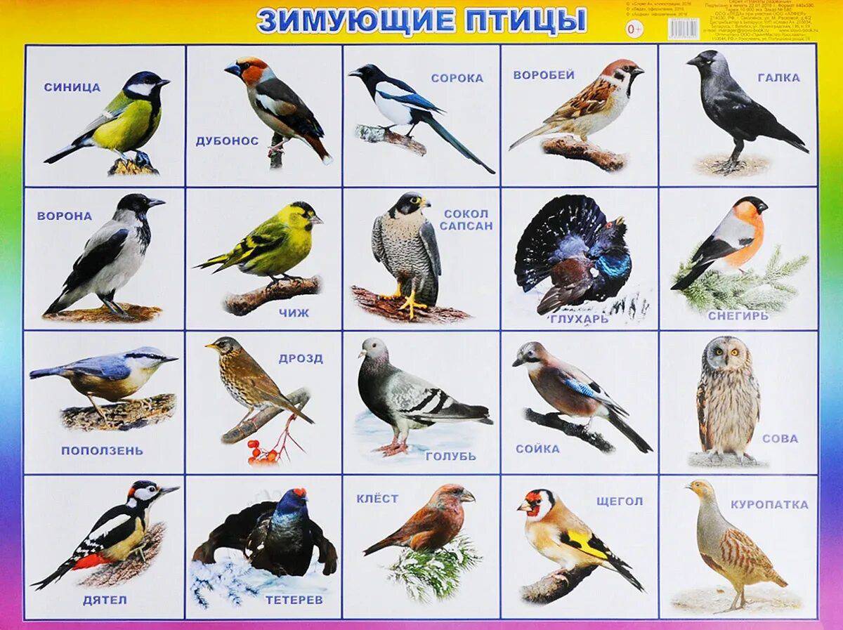 Зимующие птицы для детей с названиями #34