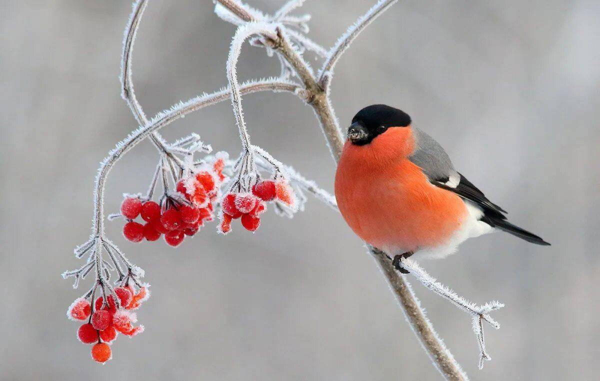 Зимующие птицы снегирь #20