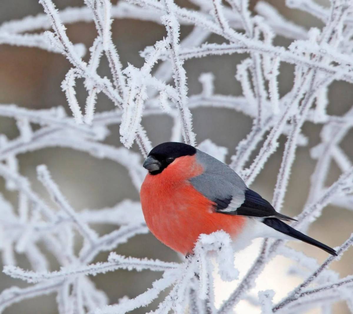 Зимующие птицы снегирь #31