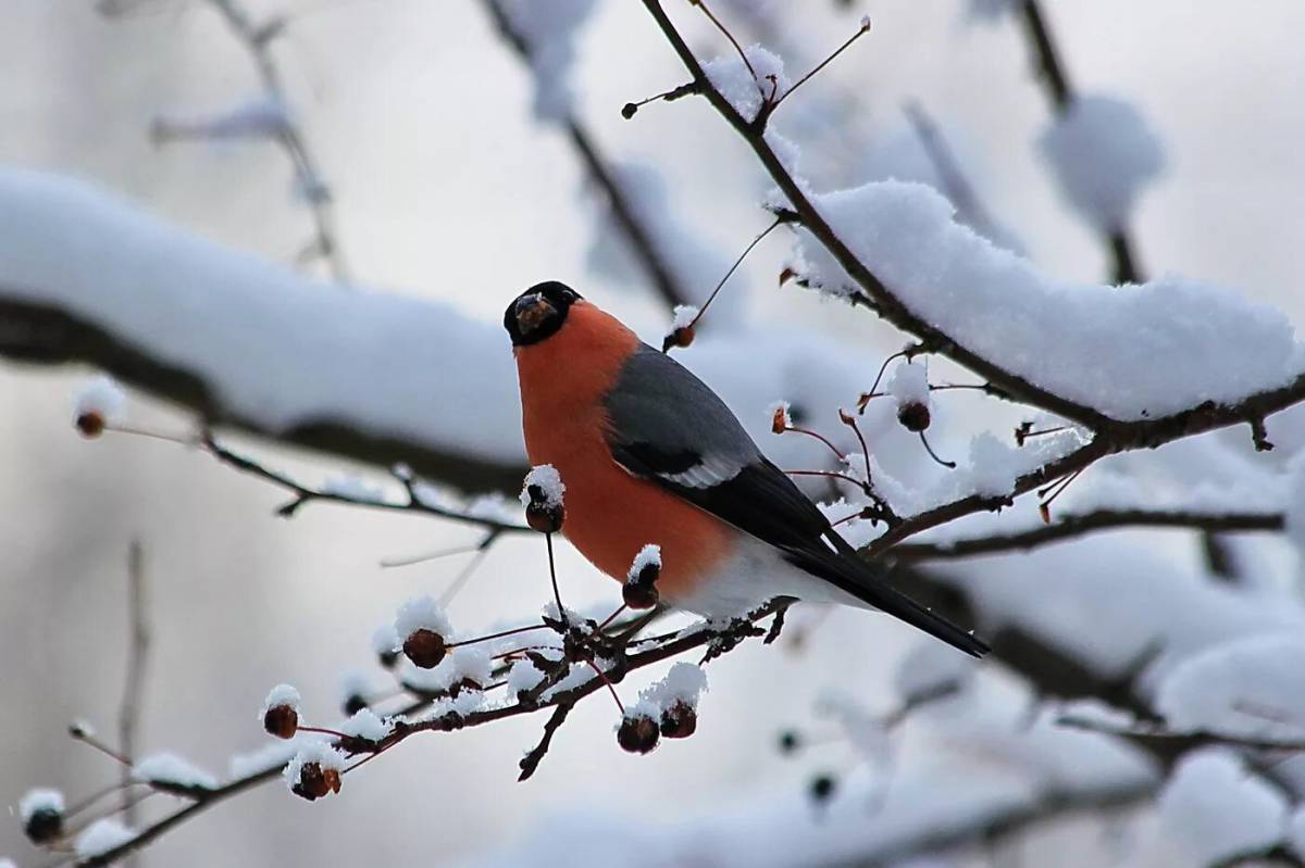 Зимующие птицы снегирь #37