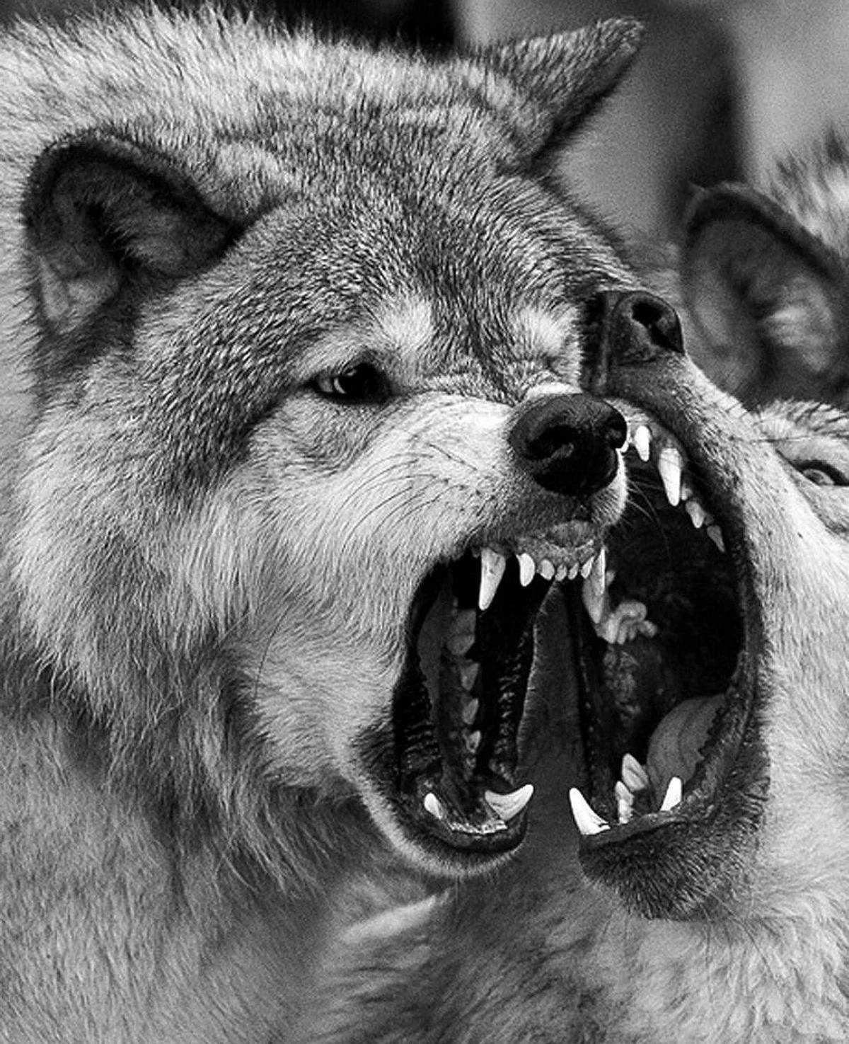 Злой волк #3