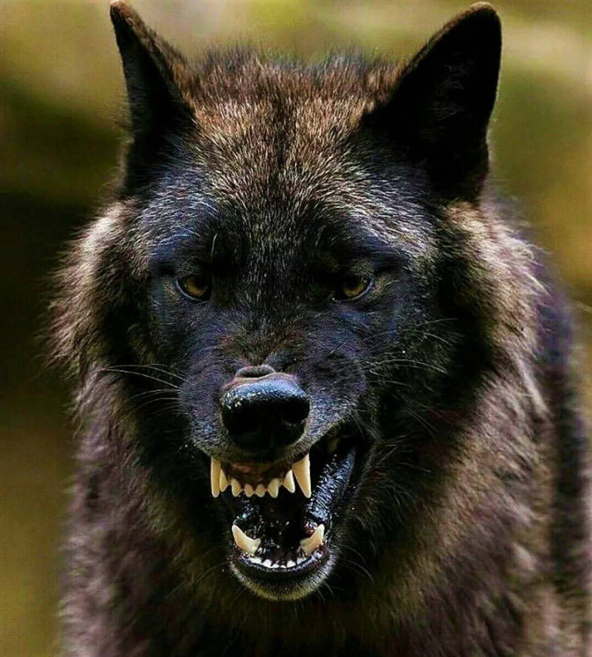 Злой волк #4
