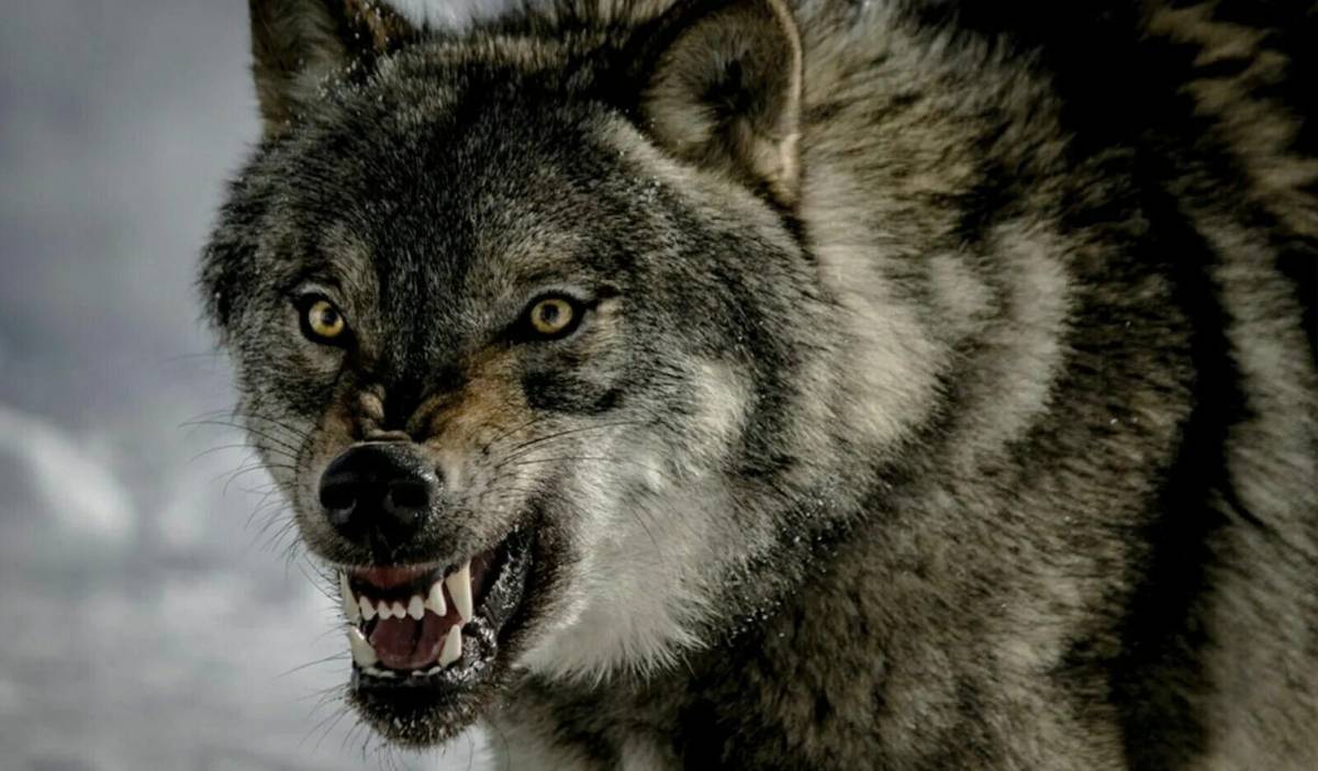 Злой волк #6