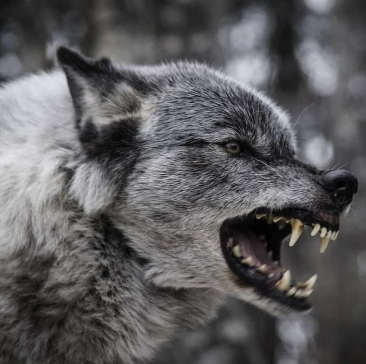 Злой волк #7