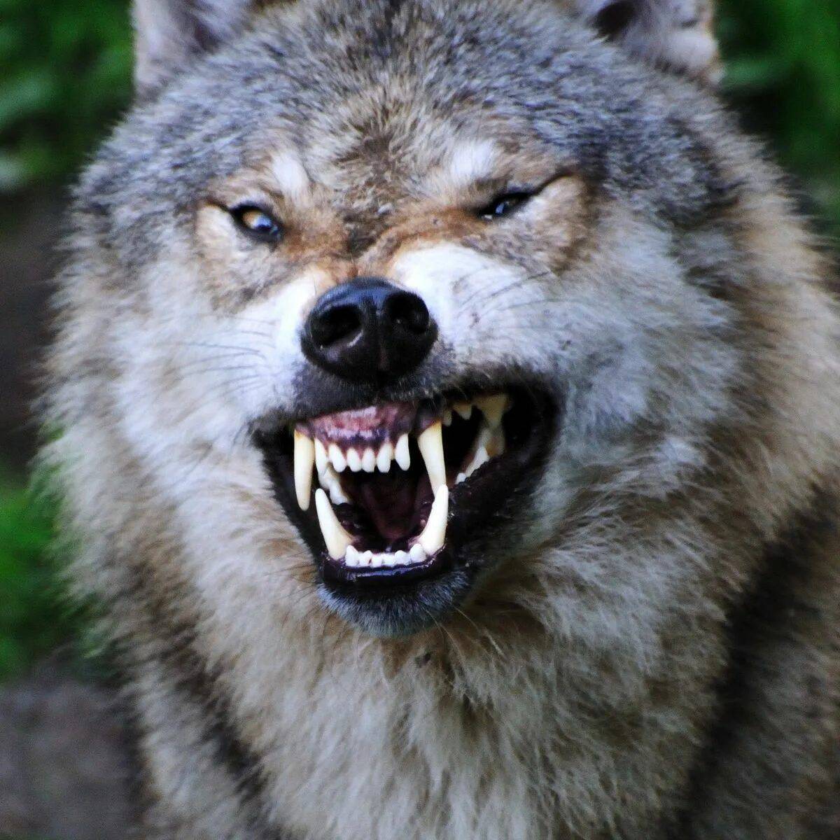 Злой волк #9