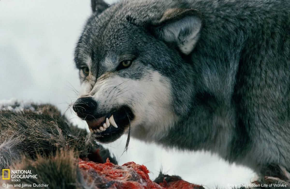 Злой волк #10