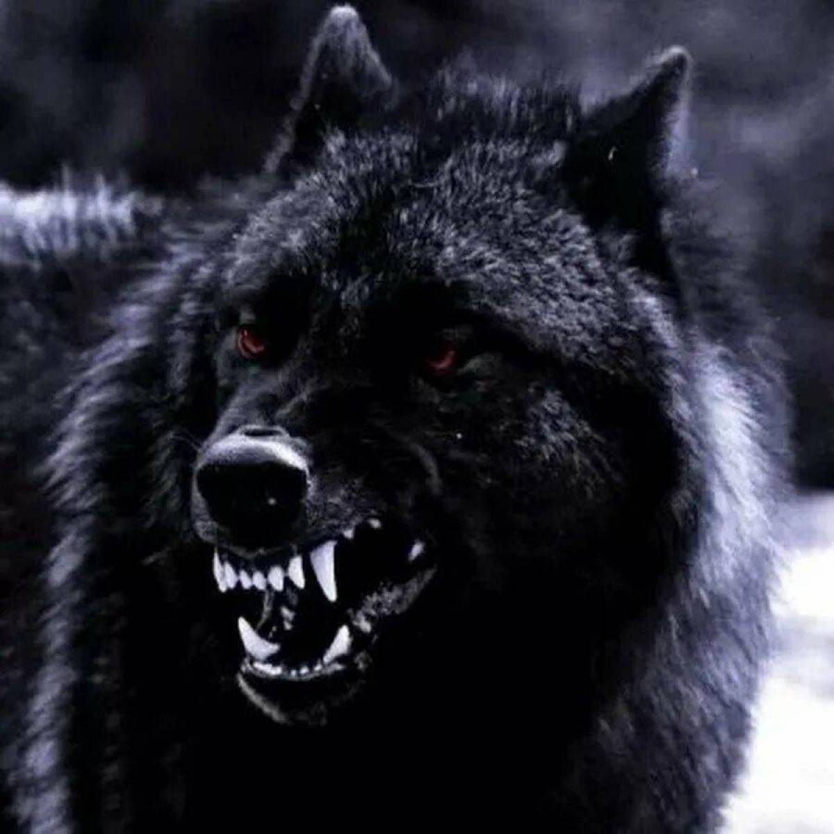 Злой волк #12