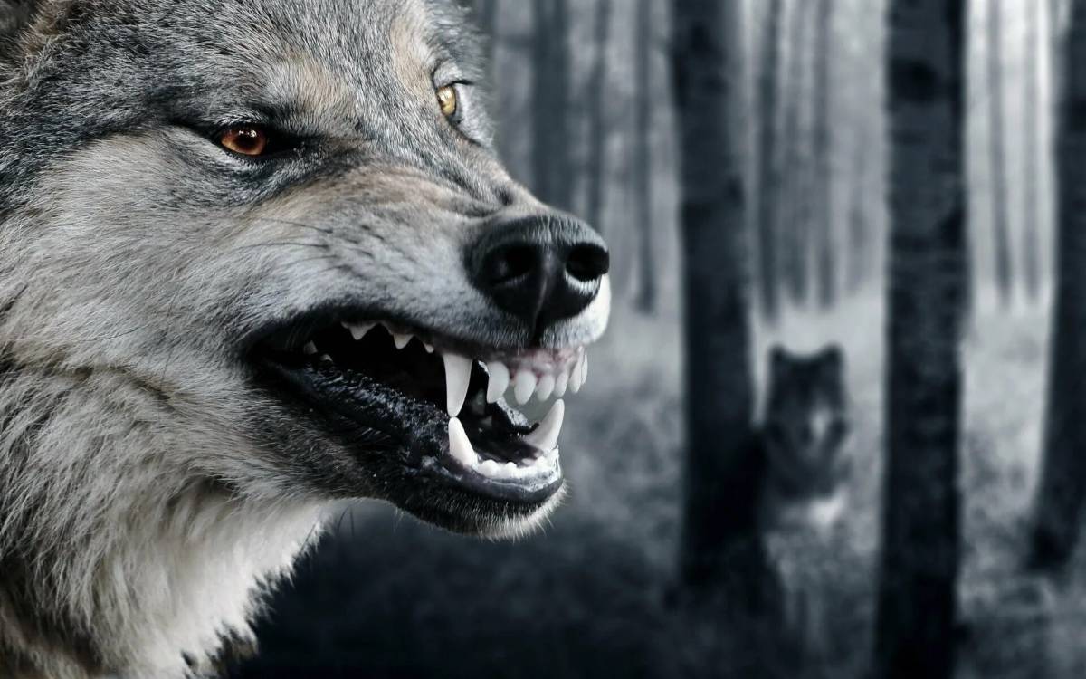 Злой волк #13