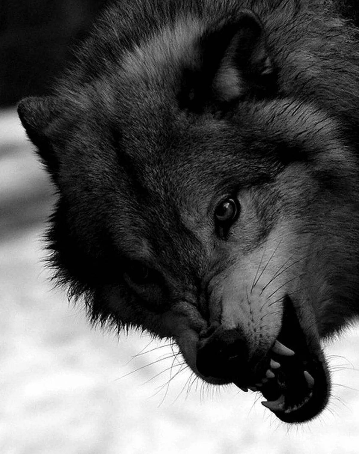 Злой волк #19