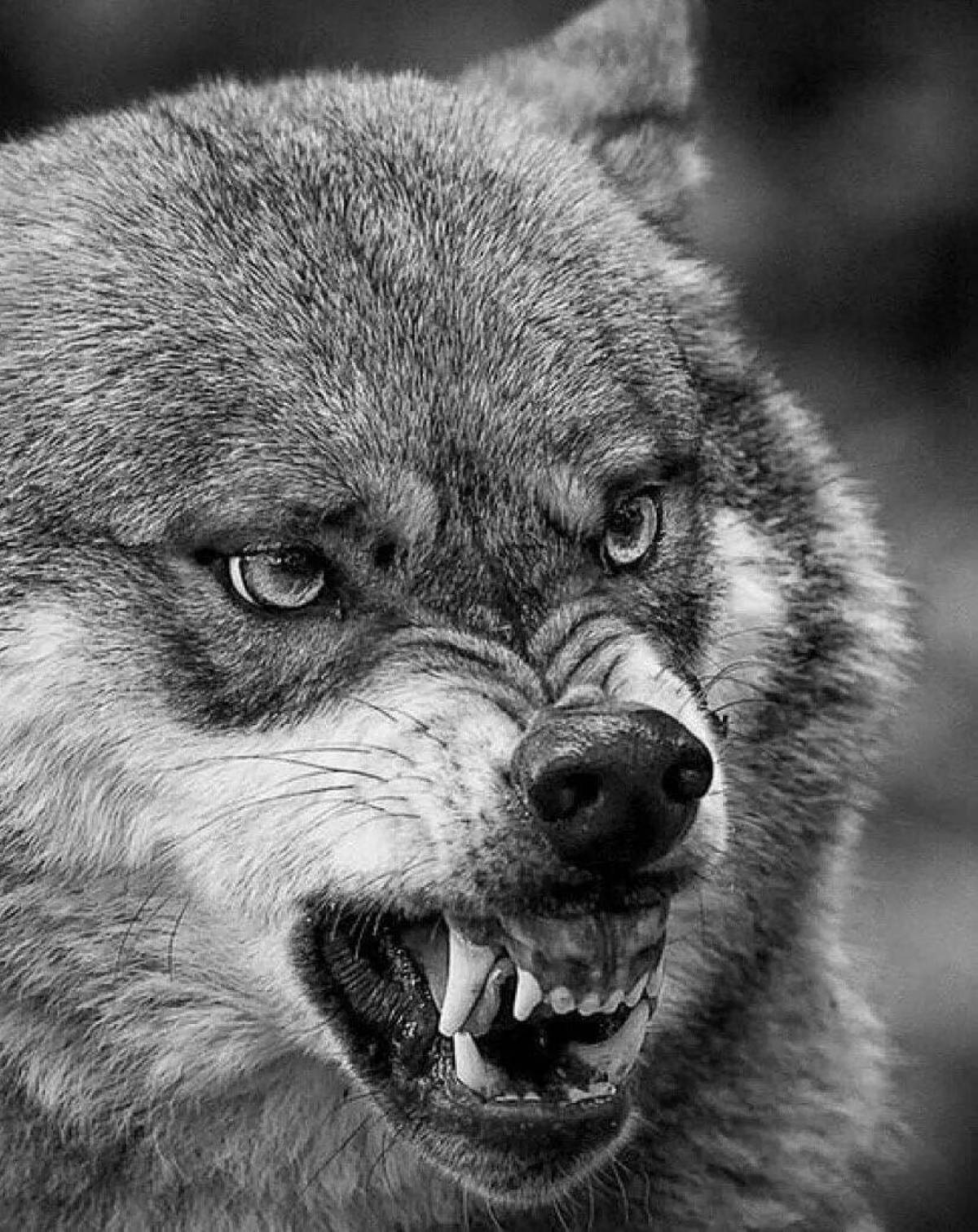 Злой волк #20