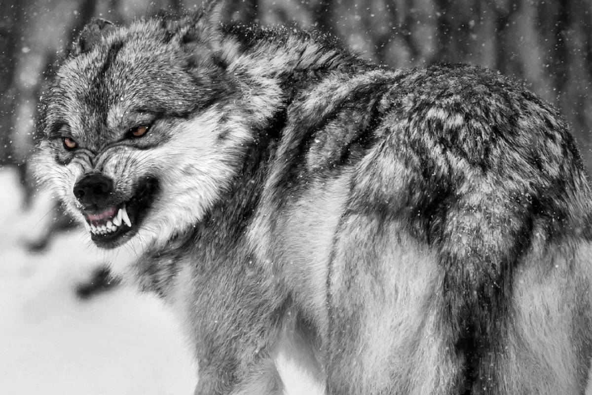 Злой волк #21