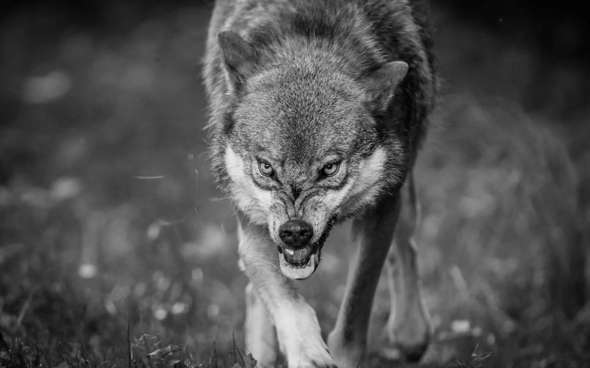 Злой волк #24