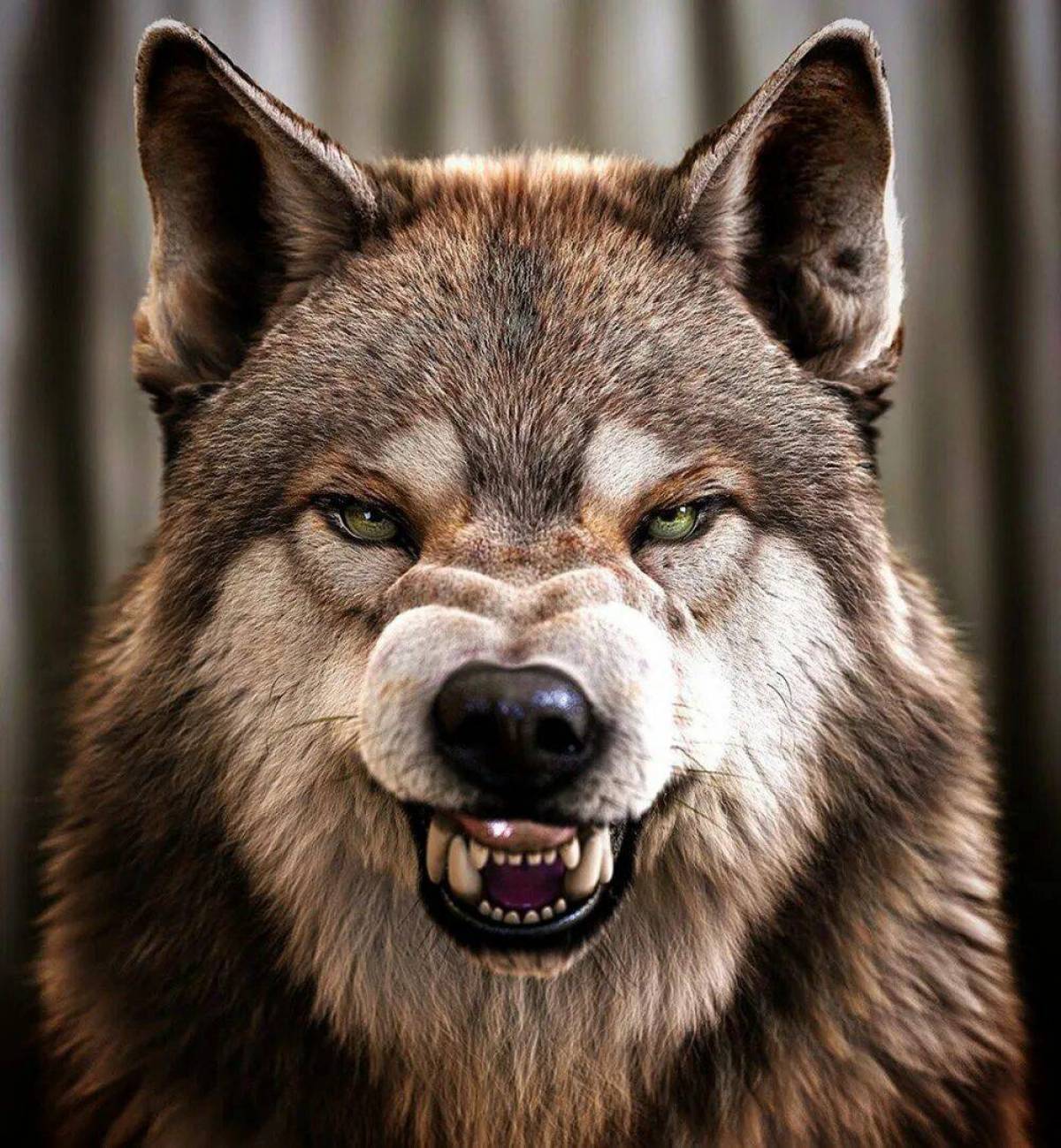 Злой волк #26