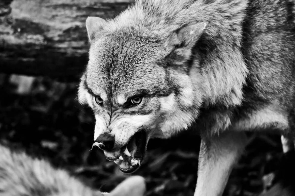 Злой волк #28