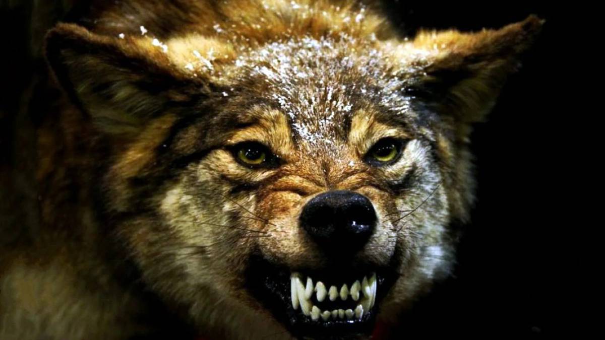 Злой волк #29