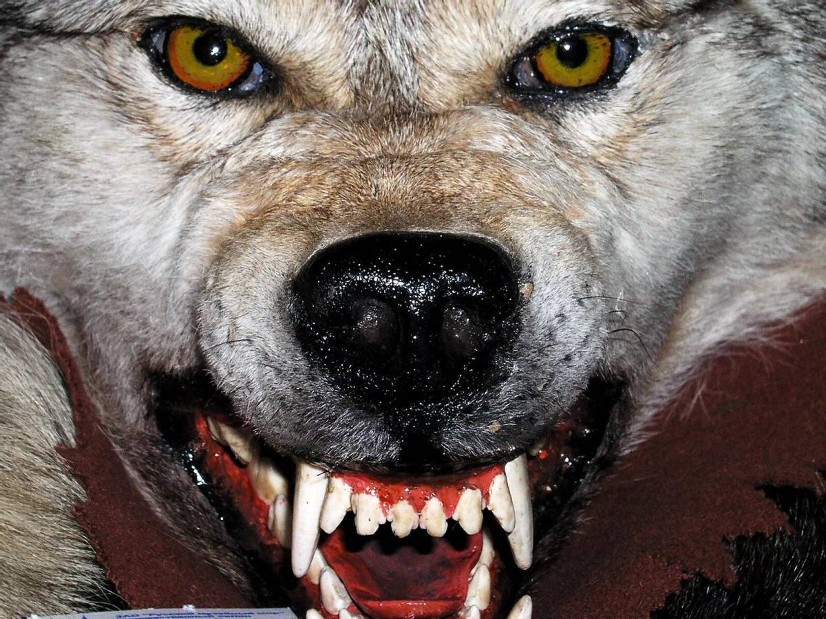 Злой волк #31