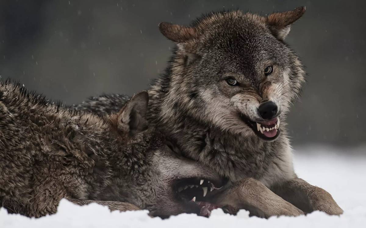 Злой волк #32