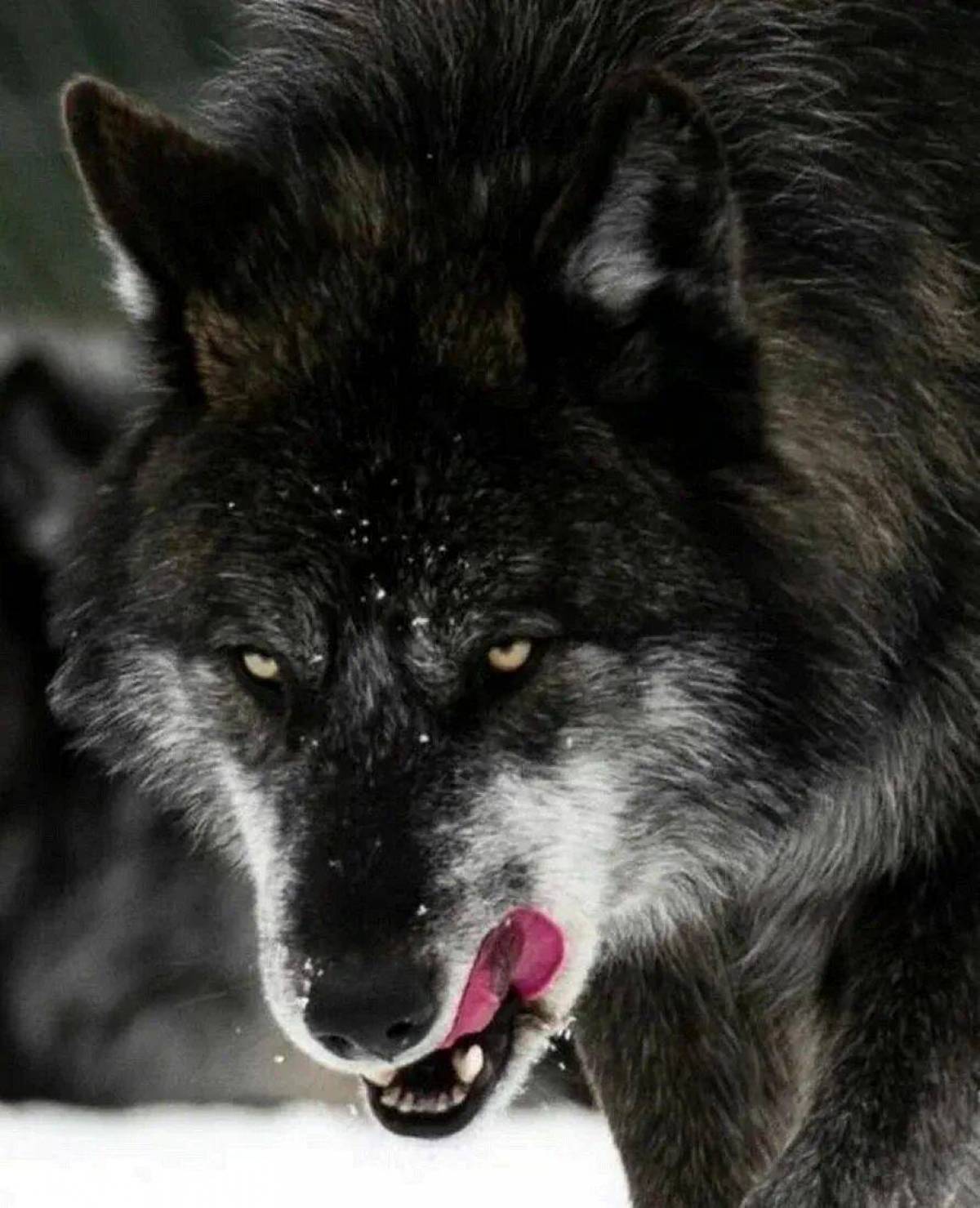 Злой волк #35