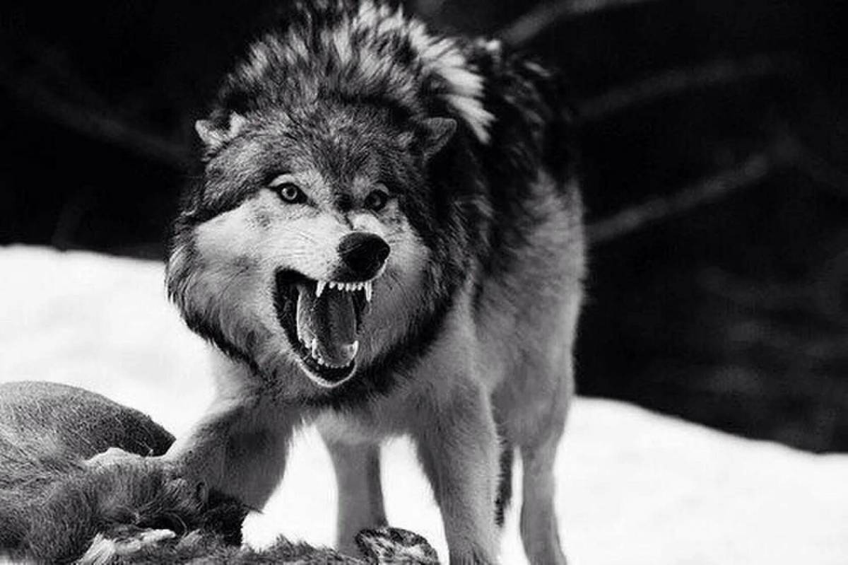 Злой волк #39